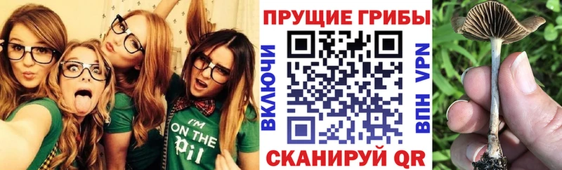 Псилоцибиновые грибы GOLDEN TEACHER  Купить  Трубчевск 